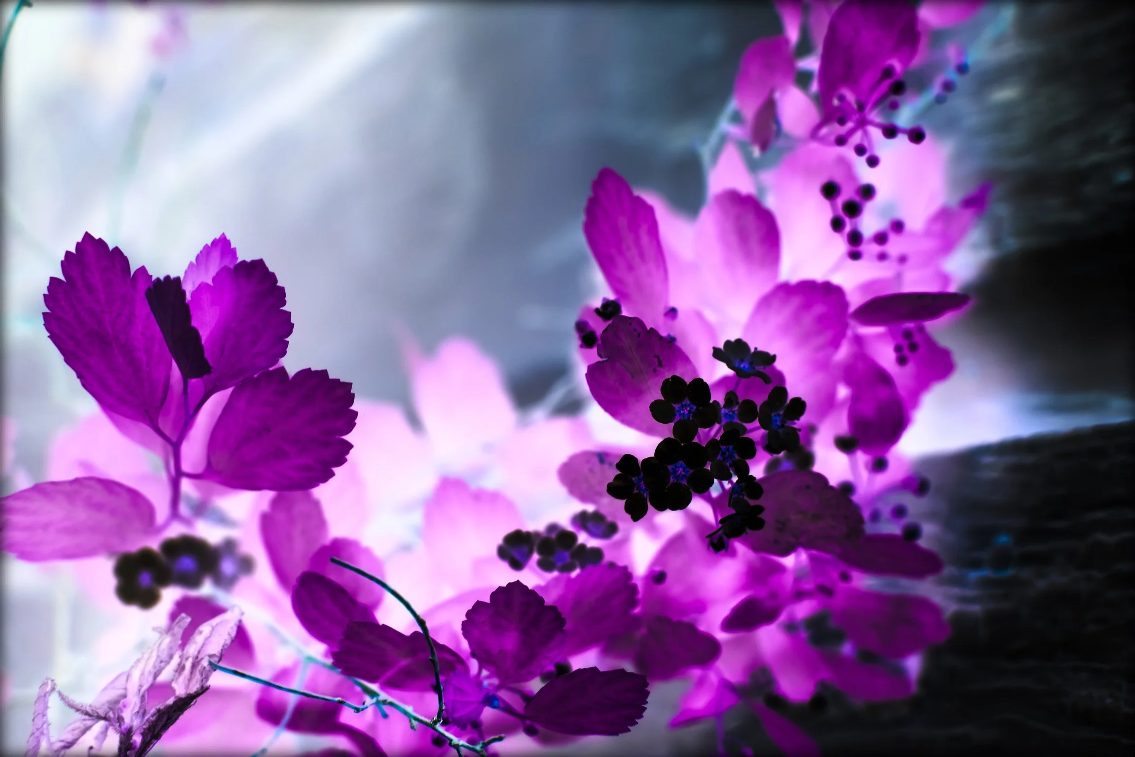 ☆新品未開封☆写真集☆DEEP PURPLE☆FOTOGRAFIEN VON〜☆ Strange Kind Of Woman - song and lyrics by Deep Purple | Spotify